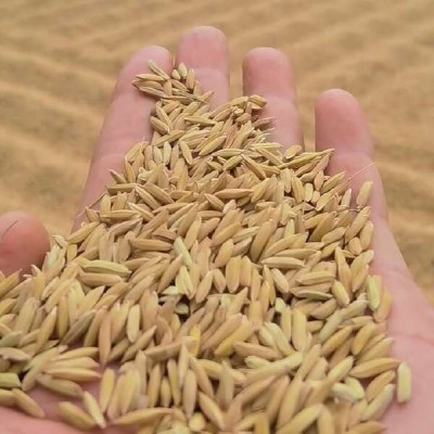 籼稻谷 湖北洪湖2024 年新丰两优