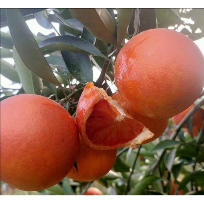 精品长叶香橙大量上市