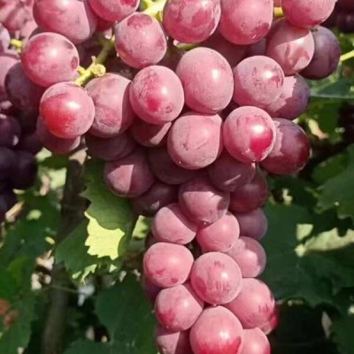 产地巨峰葡萄