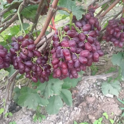 克伦生（无籽提））大量供应