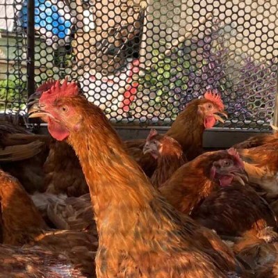 公鸡，6.5斤左右，鲜嫩爽口